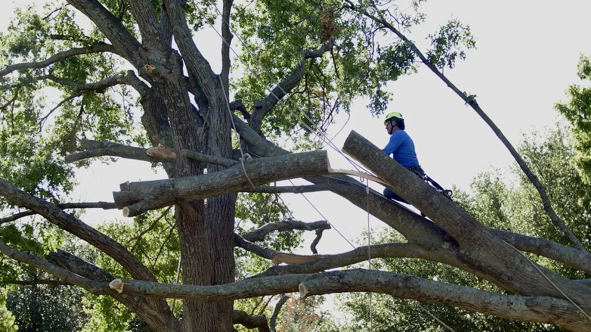 Professional Crown Thinning performed by certified arborists in Achille