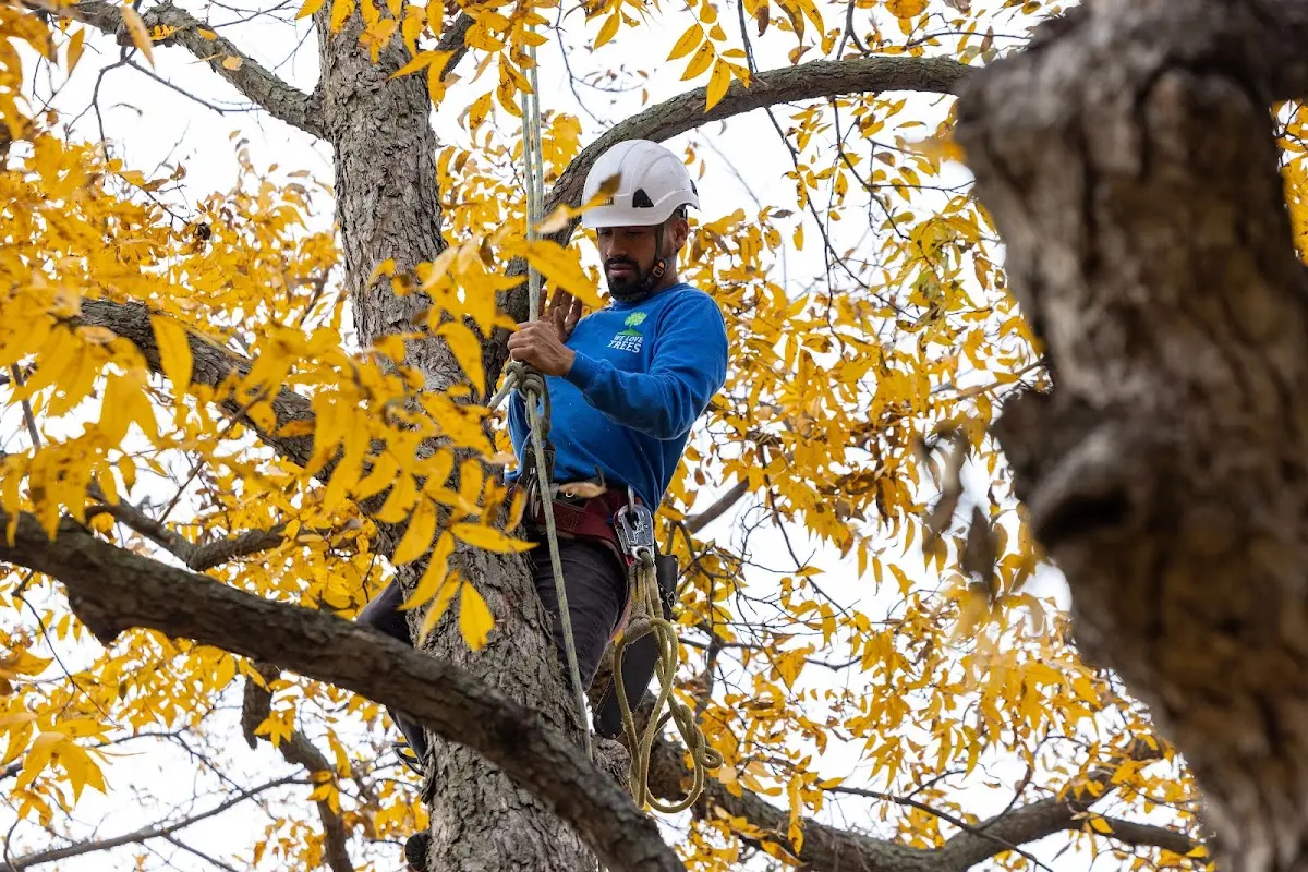 Skilled Storm Damage Cleanup crew working in Achille