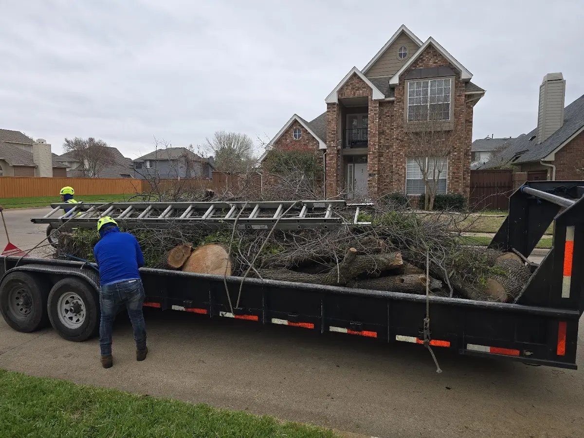 Expert Tree Removal with proper safety equipment in Achille